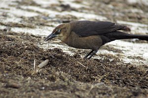 Grackle, Boat-tailed, 2006-05081668 Reeds Beach, NJ